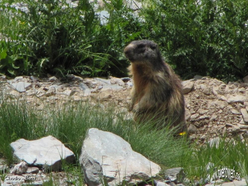 32 Marmotta abbronzata.JPG